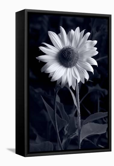 Sunflower In Black & White-Steve Gadomski-Framed Stretched Canvas
