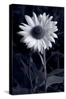 Sunflower In Black & White-Steve Gadomski-Stretched Canvas
