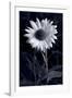 Sunflower In Black & White-Steve Gadomski-Framed Photographic Print