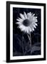 Sunflower In Black & White-Steve Gadomski-Framed Photographic Print