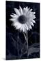 Sunflower In Black & White-Steve Gadomski-Mounted Photographic Print