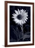 Sunflower In Black & White-Steve Gadomski-Framed Photographic Print