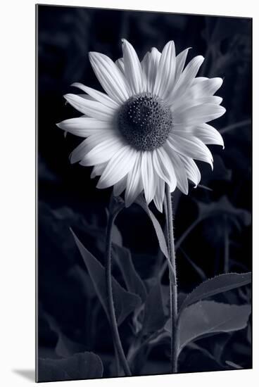 Sunflower In Black & White-Steve Gadomski-Mounted Photographic Print