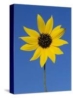 Sunflower, in Bloom, Welder Wildlife Refuge, Rockport, Texas, USA-Rolf Nussbaumer-Stretched Canvas