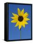 Sunflower, in Bloom, Welder Wildlife Refuge, Rockport, Texas, USA-Rolf Nussbaumer-Framed Stretched Canvas