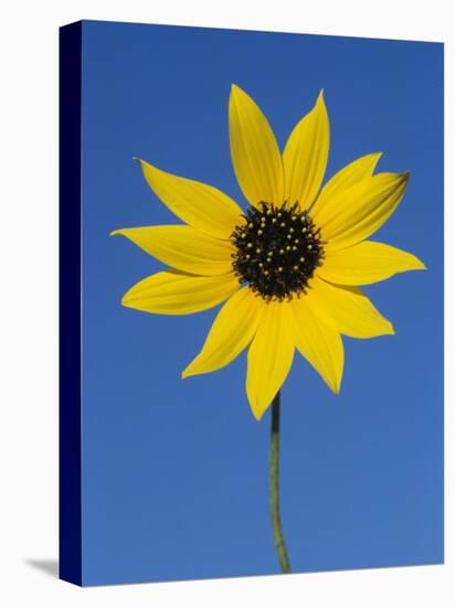 Sunflower, in Bloom, Welder Wildlife Refuge, Rockport, Texas, USA-Rolf Nussbaumer-Stretched Canvas