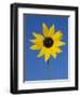 Sunflower, in Bloom, Welder Wildlife Refuge, Rockport, Texas, USA-Rolf Nussbaumer-Framed Premium Photographic Print