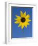 Sunflower, in Bloom, Welder Wildlife Refuge, Rockport, Texas, USA-Rolf Nussbaumer-Framed Premium Photographic Print