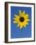 Sunflower, in Bloom, Welder Wildlife Refuge, Rockport, Texas, USA-Rolf Nussbaumer-Framed Photographic Print