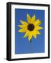 Sunflower, in Bloom, Welder Wildlife Refuge, Rockport, Texas, USA-Rolf Nussbaumer-Framed Photographic Print