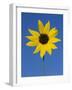 Sunflower, in Bloom, Welder Wildlife Refuge, Rockport, Texas, USA-Rolf Nussbaumer-Framed Photographic Print