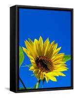 Sunflower in Blue Sky, Seattle, Washington, USA-Terry Eggers-Framed Stretched Canvas