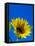 Sunflower in Blue Sky, Seattle, Washington, USA-Terry Eggers-Framed Stretched Canvas