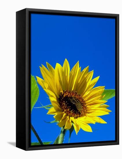 Sunflower in Blue Sky, Seattle, Washington, USA-Terry Eggers-Framed Stretched Canvas