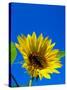 Sunflower in Blue Sky, Seattle, Washington, USA-Terry Eggers-Stretched Canvas