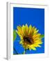 Sunflower in Blue Sky, Seattle, Washington, USA-Terry Eggers-Framed Premium Photographic Print