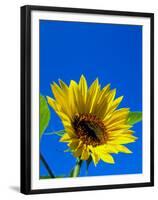 Sunflower in Blue Sky, Seattle, Washington, USA-Terry Eggers-Framed Premium Photographic Print