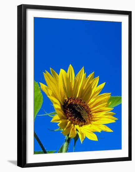 Sunflower in Blue Sky, Seattle, Washington, USA-Terry Eggers-Framed Premium Photographic Print