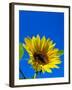 Sunflower in Blue Sky, Seattle, Washington, USA-Terry Eggers-Framed Premium Photographic Print