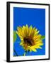 Sunflower in Blue Sky, Seattle, Washington, USA-Terry Eggers-Framed Premium Photographic Print