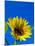 Sunflower in Blue Sky, Seattle, Washington, USA-Terry Eggers-Mounted Premium Photographic Print