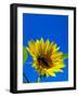 Sunflower in Blue Sky, Seattle, Washington, USA-Terry Eggers-Framed Photographic Print