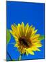 Sunflower in Blue Sky, Seattle, Washington, USA-Terry Eggers-Mounted Photographic Print