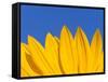 Sunflower in Blue Sky, Seattle, Washington, USA-Terry Eggers-Framed Stretched Canvas