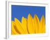 Sunflower in Blue Sky, Seattle, Washington, USA-Terry Eggers-Framed Photographic Print