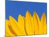 Sunflower in Blue Sky, Seattle, Washington, USA-Terry Eggers-Mounted Photographic Print
