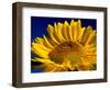 Sunflower in Blue Sky, Seattle, Washington, USA-Terry Eggers-Framed Photographic Print