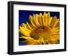 Sunflower in Blue Sky, Seattle, Washington, USA-Terry Eggers-Framed Photographic Print