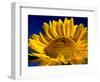 Sunflower in Blue Sky, Seattle, Washington, USA-Terry Eggers-Framed Photographic Print