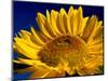 Sunflower in Blue Sky, Seattle, Washington, USA-Terry Eggers-Mounted Photographic Print