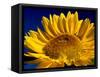 Sunflower in Blue Sky, Seattle, Washington, USA-Terry Eggers-Framed Stretched Canvas