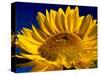 Sunflower in Blue Sky, Seattle, Washington, USA-Terry Eggers-Stretched Canvas