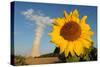Sunflower, in Front of a Nuclear Power Plant-null-Stretched Canvas
