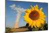 Sunflower, in Front of a Nuclear Power Plant-null-Mounted Photo