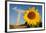 Sunflower, in Front of a Nuclear Power Plant-null-Framed Photo