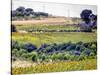 Sunflower Landscape-Dorothy Berry-Lound-Stretched Canvas