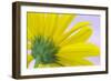 Sunflower Macro I-Kathy Mahan-Framed Photographic Print