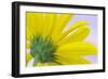Sunflower Macro I-Kathy Mahan-Framed Photographic Print