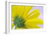 Sunflower Macro I-Kathy Mahan-Framed Photographic Print