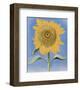 Sunflower, New Mexico, 1935-Georgia O'Keeffe-Framed Art Print