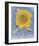 Sunflower, New Mexico, c.1935-Georgia O'Keeffe-Framed Art Print