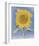 Sunflower, New Mexico, c.1935-Georgia O'Keeffe-Framed Art Print