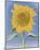 Sunflower, New Mexico, c.1935-Georgia O'Keeffe-Mounted Art Print