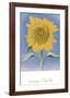 Sunflower, New Mexico, c.1935-Georgia O'Keeffe-Framed Art Print