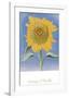 Sunflower, New Mexico, c.1935-Georgia O'Keeffe-Framed Art Print