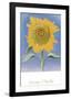 Sunflower, New Mexico, c.1935-Georgia O'Keeffe-Framed Art Print